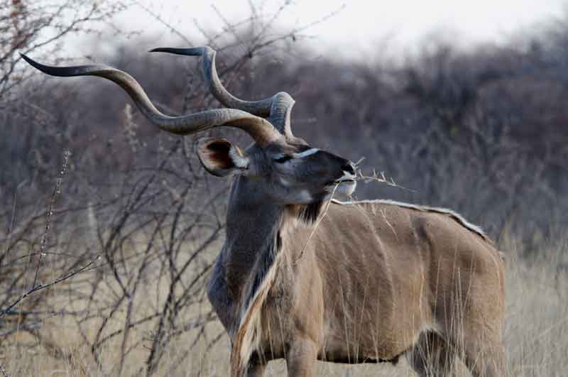 204 - Namibia - antilope Kudu - parque nacional de Etosha